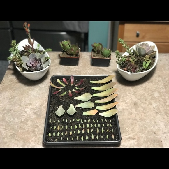 Meet your Posher, Celissa - Picture 6 of 17